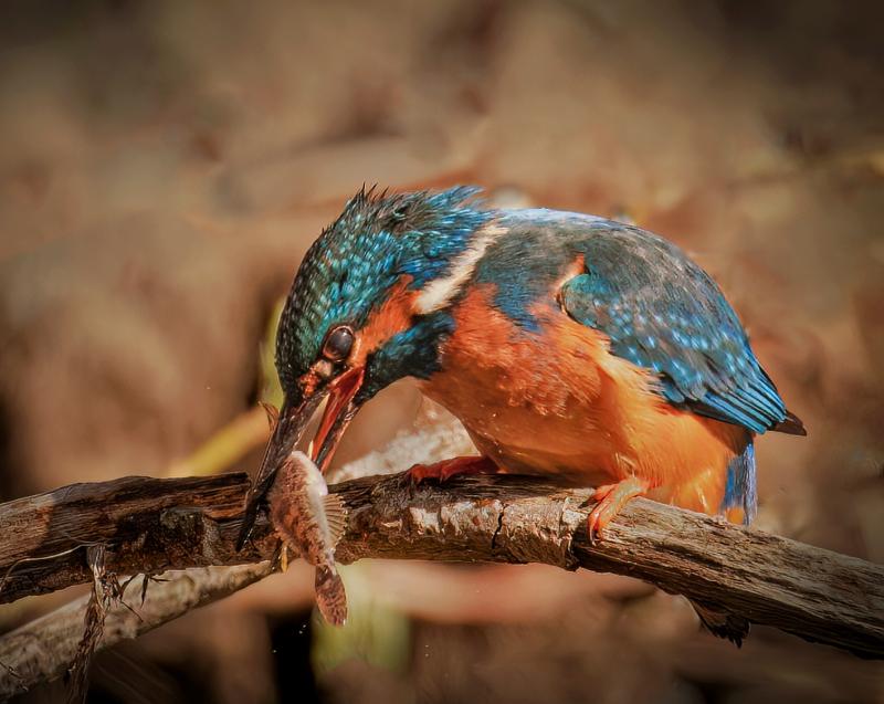 Beat it Livingston Camera Club